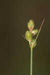 Florida hammock sedge